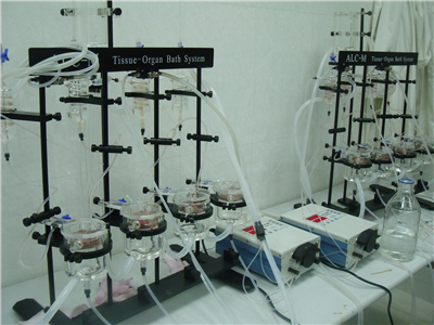 動物模型構(gòu)建